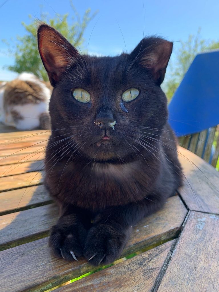 Black cat with ear tip and snotty nose