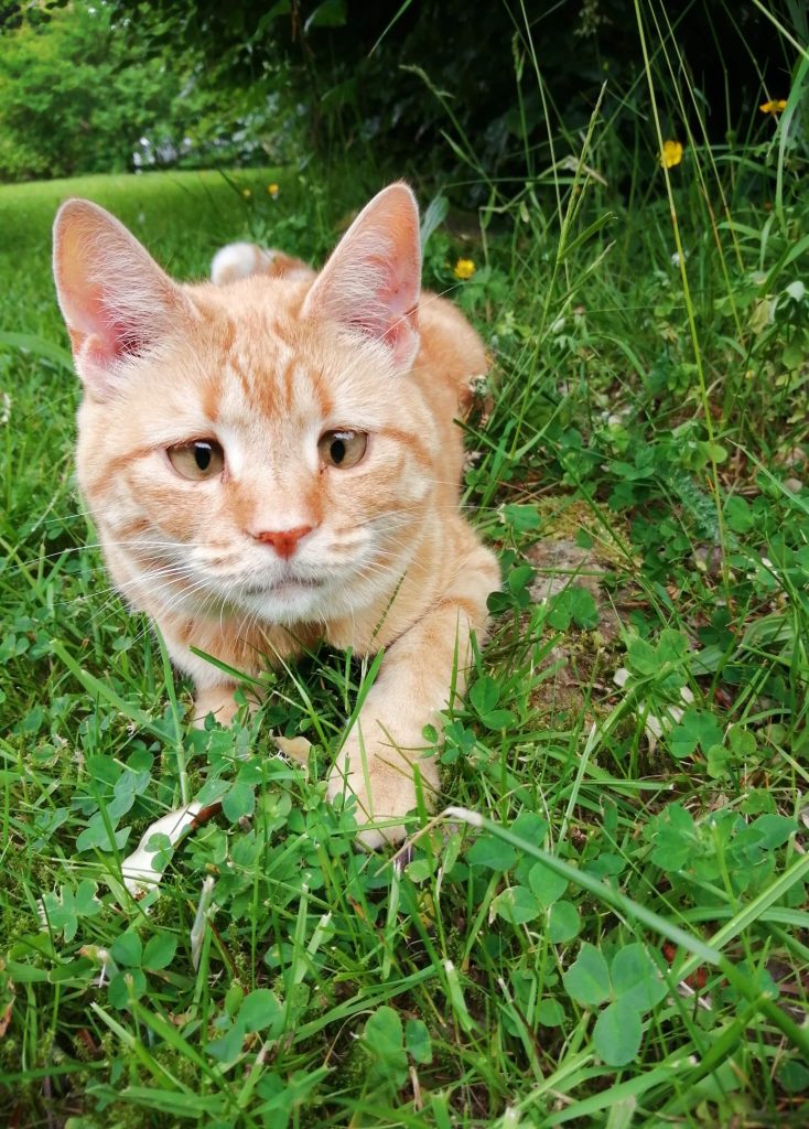 cross eyed Ginger cat walking outside