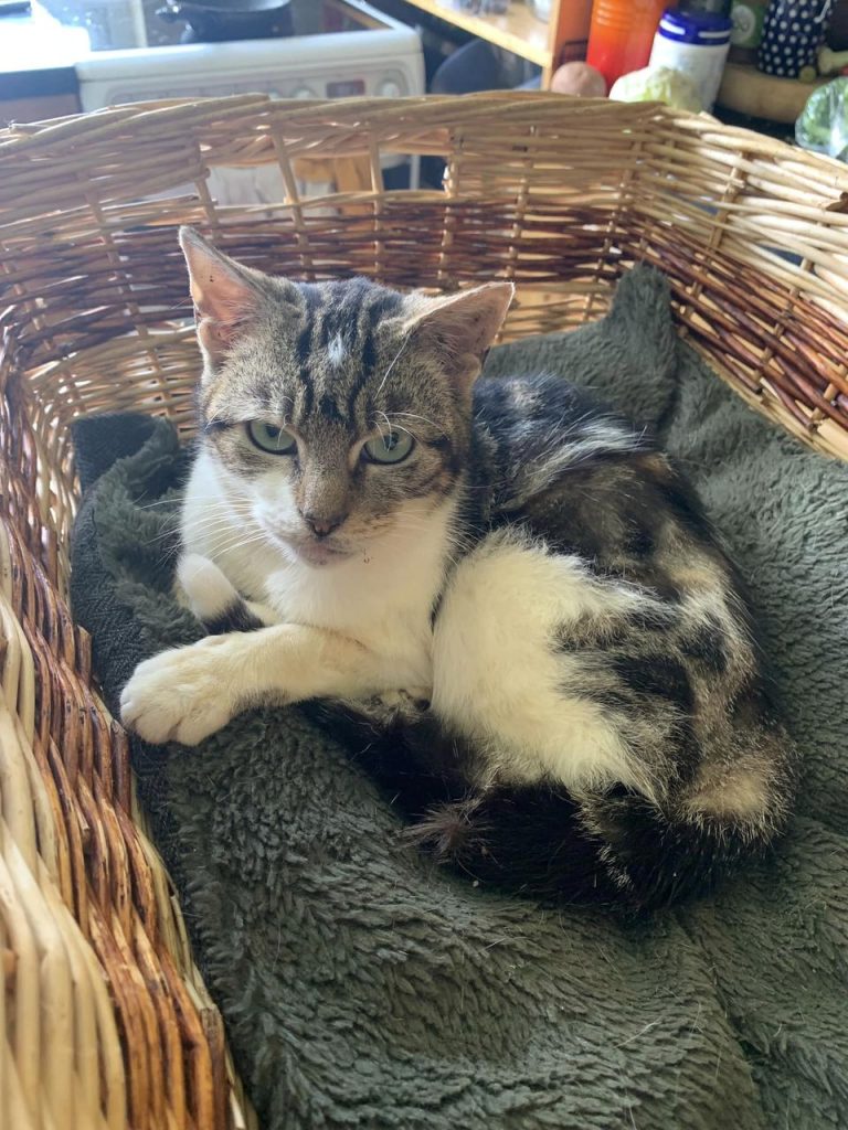 tabby and white cat with tongue out