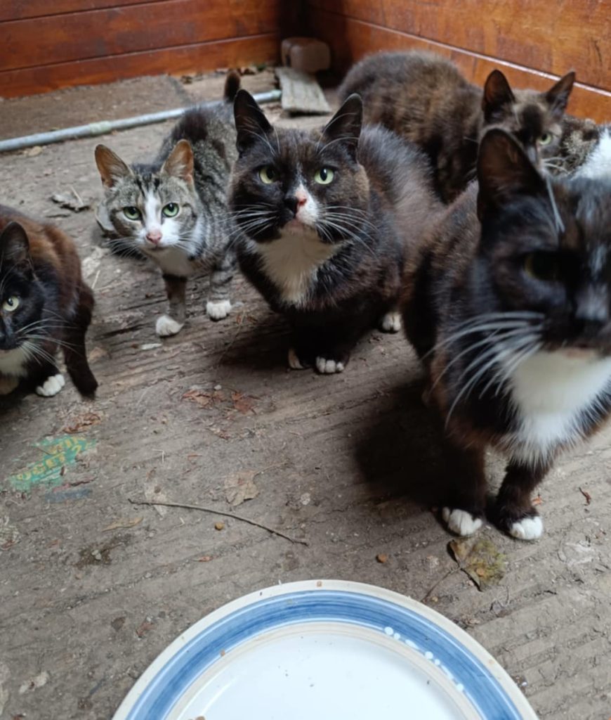 Colony of cats