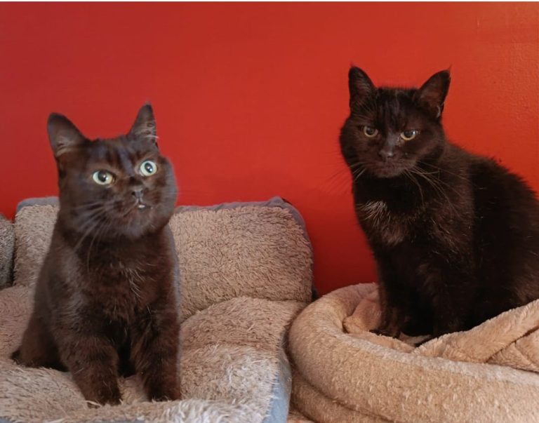 Two black cats 