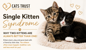 “Single Kitten Syndrome” Why Two Kittens Are Often Better Than One